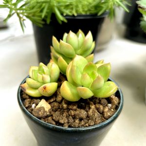 ヌスバウメリアナム,多肉植物,セダム属,マンションの画像