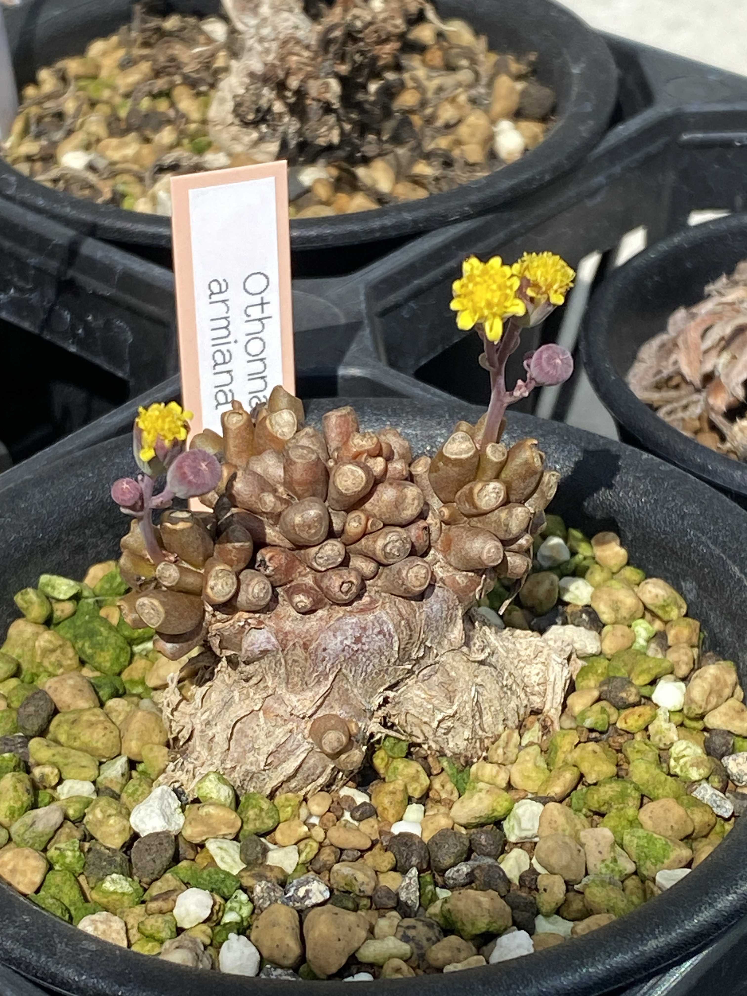 オトンナ・アルミアナの一覧｜🍀GreenSnap（グリーンスナップ）