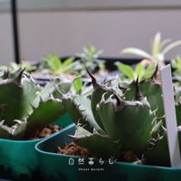 アガベ,植物のある暮らし,肥料,自然のある暮らし,おうち園芸の画像