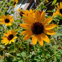 ミニひまわり,ミニヒマワリ,公園,花壇,黄色い花の画像