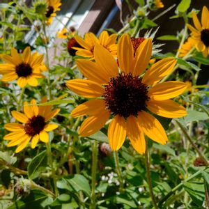 ミニひまわり,ミニヒマワリ,公園,花壇,黄色い花の画像
