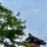 マツ,マツ,マツ,モミジの画像