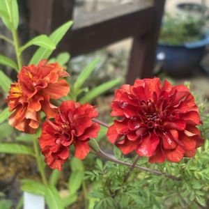 マリーゴールドストロベリーブロンド,ジニアクィーンライムオレンジ,コレオプシスフルムーン,クライミングサンパラソル　ピーチオレンジ,花のある暮らしの画像