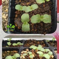 ゴデチア,ゴデチア　ジューンミックス,芽吹き,種からの画像