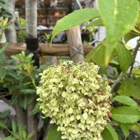 アナベル,アナベル,ユリの実,アメリカノリノキ,北米原産の画像