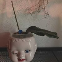 ホヤ(サクララン),ホヤ(サクララン),挿し木・挿し芽,ホヤ♡,ホヤ ビローサの画像