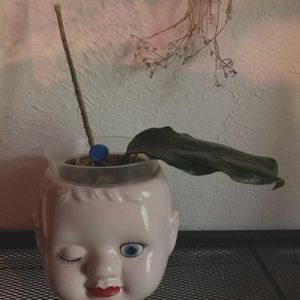 ホヤ(サクララン),ホヤ(サクララン),挿し木・挿し芽,ホヤ♡,ホヤ ビローサの画像