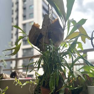 ビカクシダ,デンドロ,洋蘭,洋ラン,マンションの画像