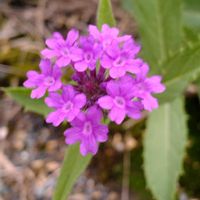 宿根バーベナの画像