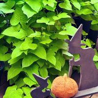 イポメア,イポメア,テラスライム,イポメア テラスライム,ハロウィン魔女の画像