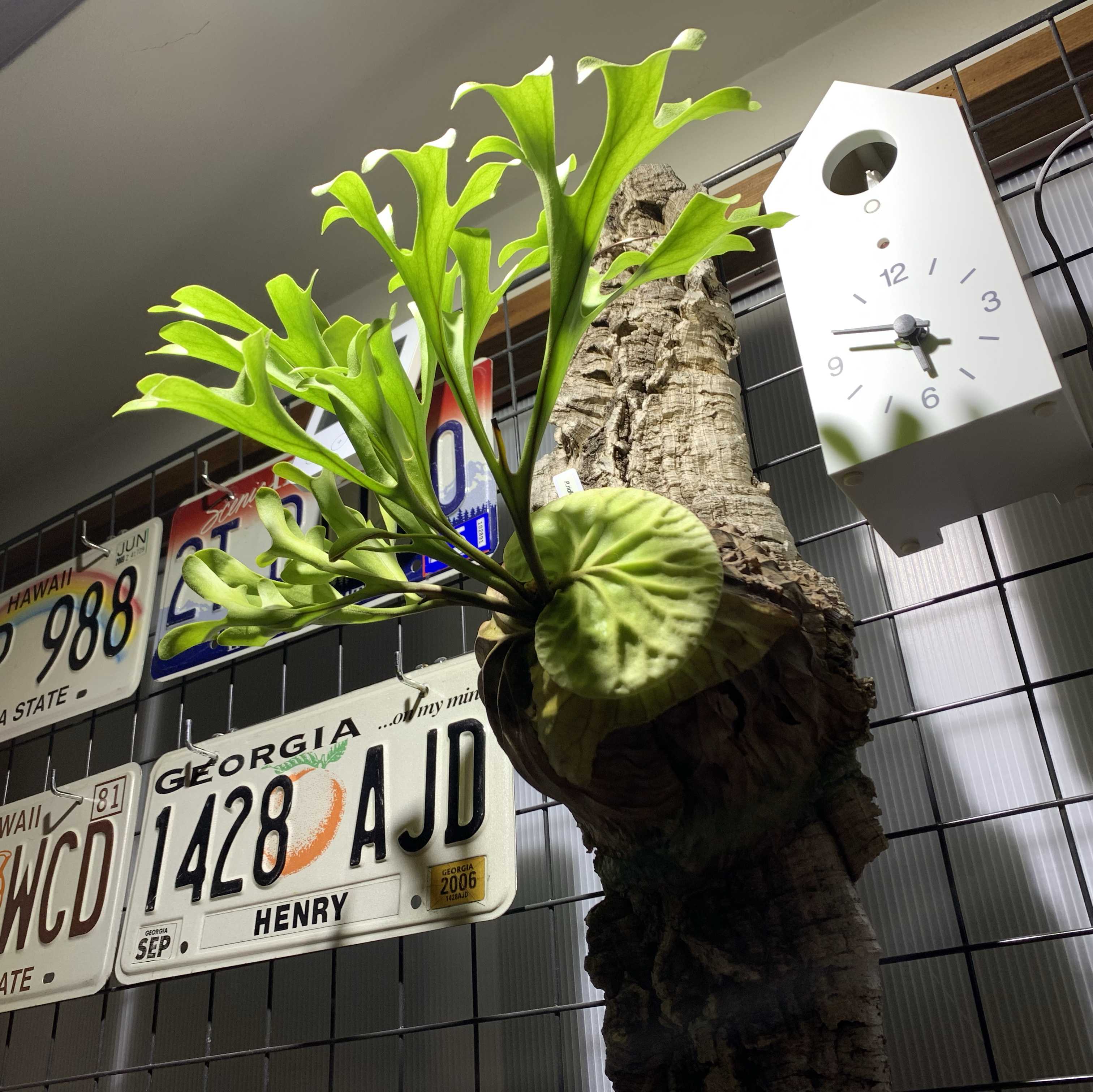 ビカクシダ スーパーバム 1パッケージ】ビカクシダ・スーパーバムの胞子(種子