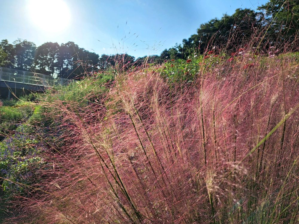 エリィさんの里山ガーデン（大花壇）への投稿