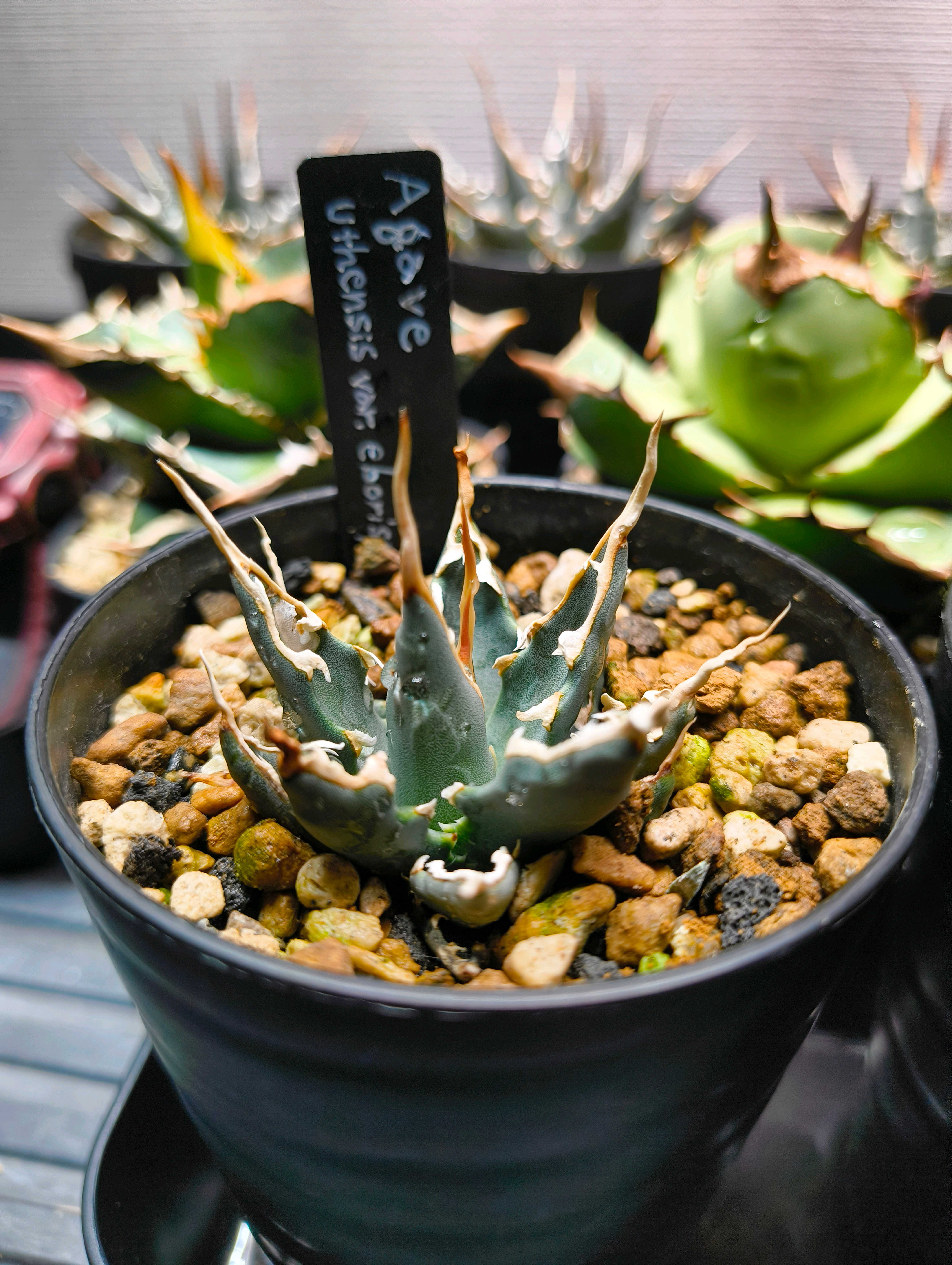 実生】A.エボリスピナ（2023）｜🍀GreenSnap（グリーンスナップ）