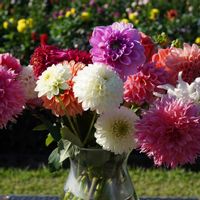 ダリア,頭花,花瓶,白い花,多年草の画像