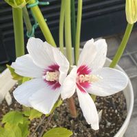 ムクゲ,胡蝶の舞,胡蝶の舞,ブルーバード,グレープフルーツの画像