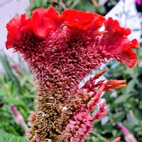 ローゼル,ｹｲﾄｳ,種蒔きからA,ﾛｰｾﾞﾙ,ｾﾛｼｱの画像