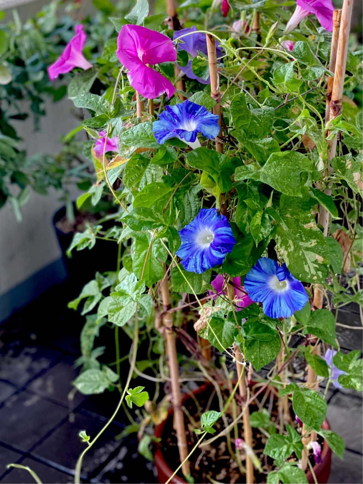 朝顔の種 3種類ミックス 朝顔の種 3種類ミックス