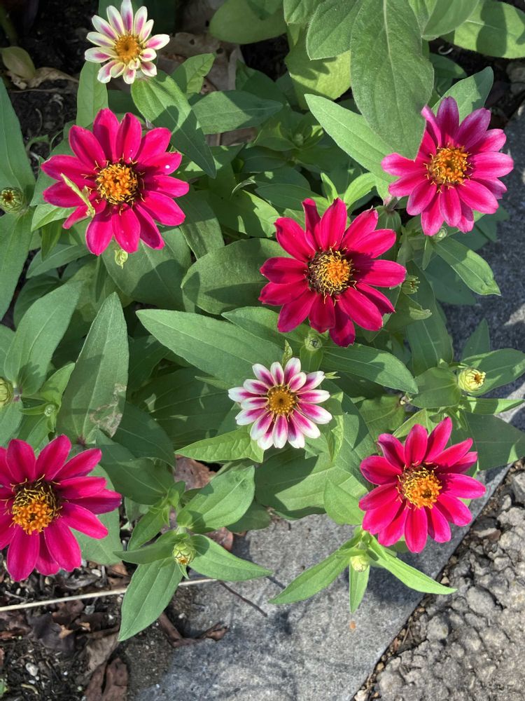 君にバラバラさんの里山ガーデン（大花壇）への投稿