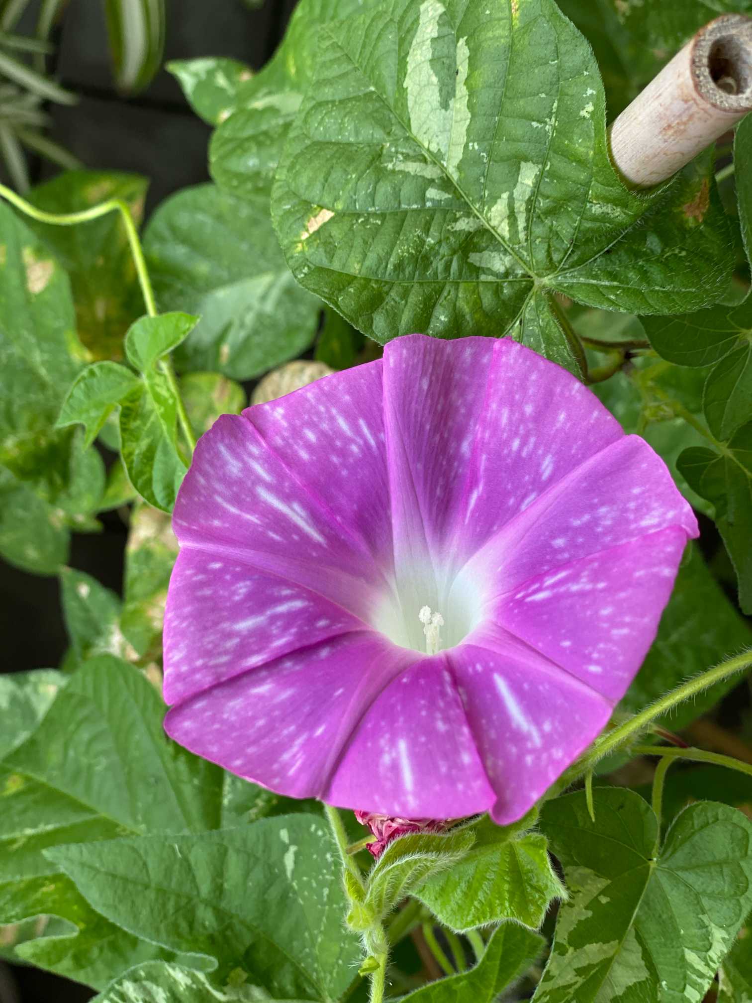 朝顔の種 3種類ミックス 朝顔の種 3種類ミックス