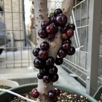 ジャボチカバの画像