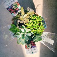 月の王子,白雪姫,仙女の舞,王妃神刀,松姫の画像