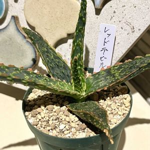 アロエ,レッドデビル,植え替え,秋の気配,ロウルサンコの画像