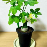 ペラルゴニウム,アデニア・グラウカ,アデニア・グラウカ,アデニア・グラウカ,ペラルゴニウム・アッペンディクラツムの画像