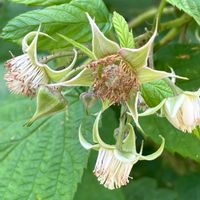 ラズベリー,ラズベリー,キイチゴ,キイチゴ,白い花の画像