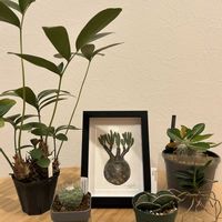 ザミア,ザミア プミラ,富貴蘭,パキポディウム　恵比寿大黒,サンスベリア ロリダの画像