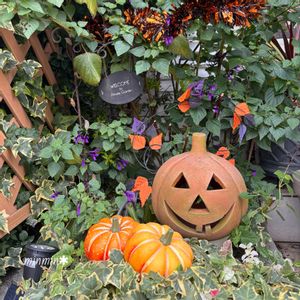 ヒイラギ,アイビー,スーパーサルビア•ロックンロール,ガーデニング,テラコッタの画像