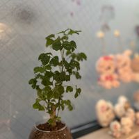 ポリシャス,ポリシャス フルティコーサの画像