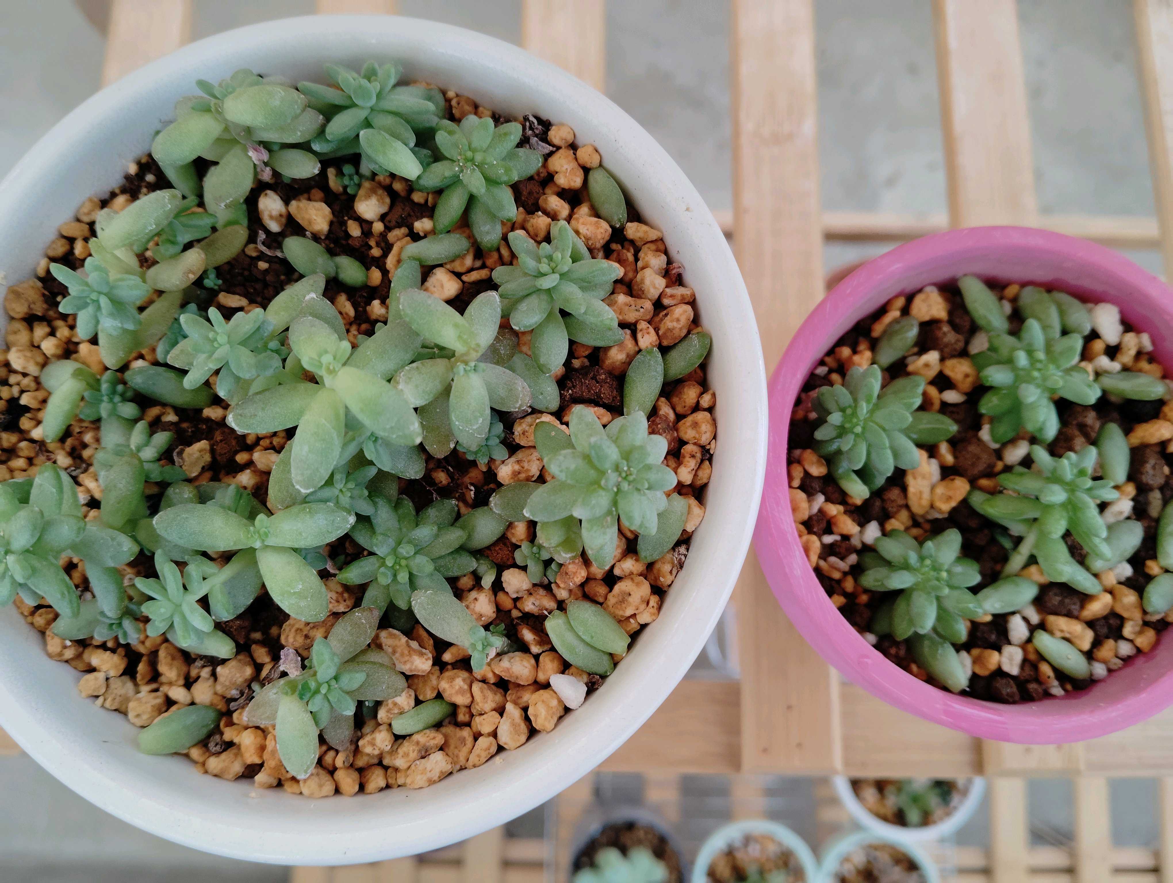 多肉植物 韓国苗 花団錦 ① 2025年最新】花団錦 多肉の人気アイテム - メルカリ
