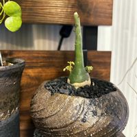 アデニア・グラウカ,リビング・ダイニングの画像