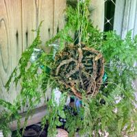 コスモス,ススキ,ヒガンバナ,トキワシノブ,カニクサの画像