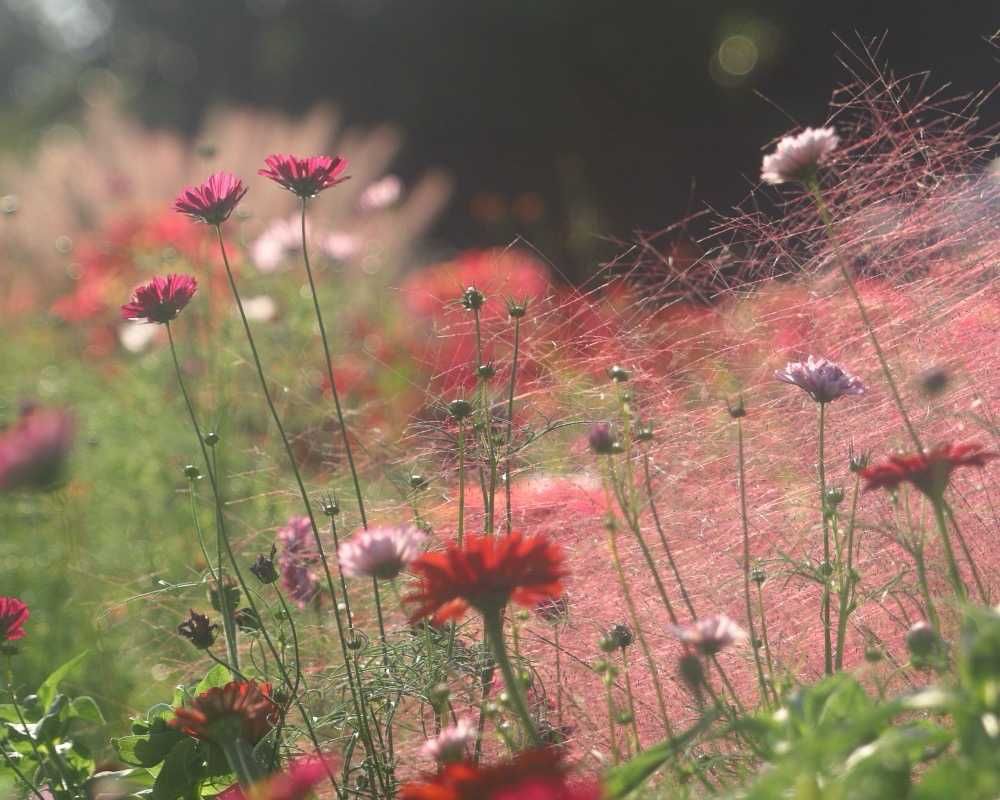 maroさんの里山ガーデン（大花壇）への投稿