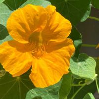 ナスタチウム,ナスタチウム,キンレンカ,ナスタチウム(金蓮花),ノウゼンハレンの画像