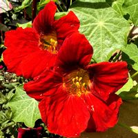 ナスタチウム,キンレンカ,ハーブ,北海道,今日のお花の画像