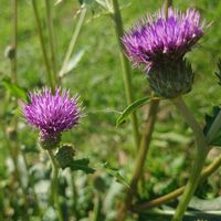 アザミ,アオモリアザミ,山野草,野草,日本固有種の画像