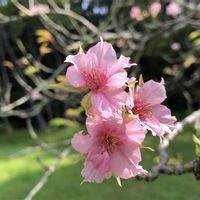 サクラ,ヒガンバナ,開聞岳,イズノオドリコ,フラワーパークの画像