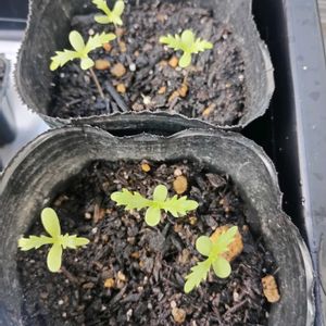 春菊,ガーデニング,ネコ好き,実家の庭,冬野菜の画像