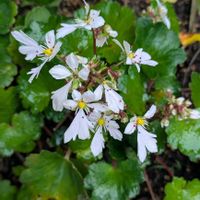 大文字草,朝顔 団十郎,ベルツノガエル,山野草,ダイソープチブロックの画像