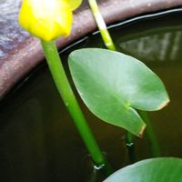 コウホネの画像