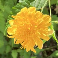 ヤマブキ,八重山吹,月曜日にビタミンカラー,Juneの会,秘密の花園♡の画像