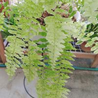 ヘゴ,ネフロレピスハッピーマーブルの画像