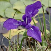 カキツバタ,山野草,広島県庄原市比和町の画像