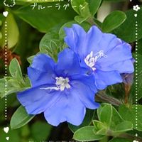 アメリカンブルー,エボルブルス ブルーラグーン,PW エボルブルス ブルーラグーン,青い花,プランター植えの画像