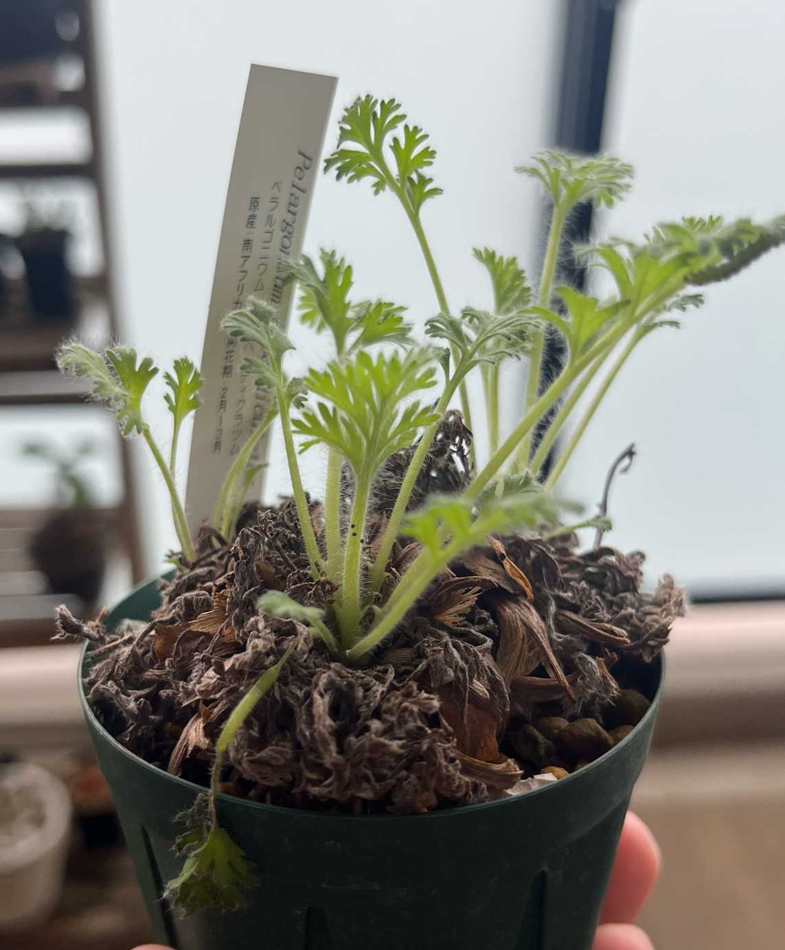 ビ*ー様 アガベ オバティフォリアC アガベ：オバティフォリア 3.5号鉢植え の通販 | 園芸ネット