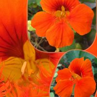 ナスタチウム,キンレンカ,ビタミンカラー,今日のお花,心に笑顔の花をの画像