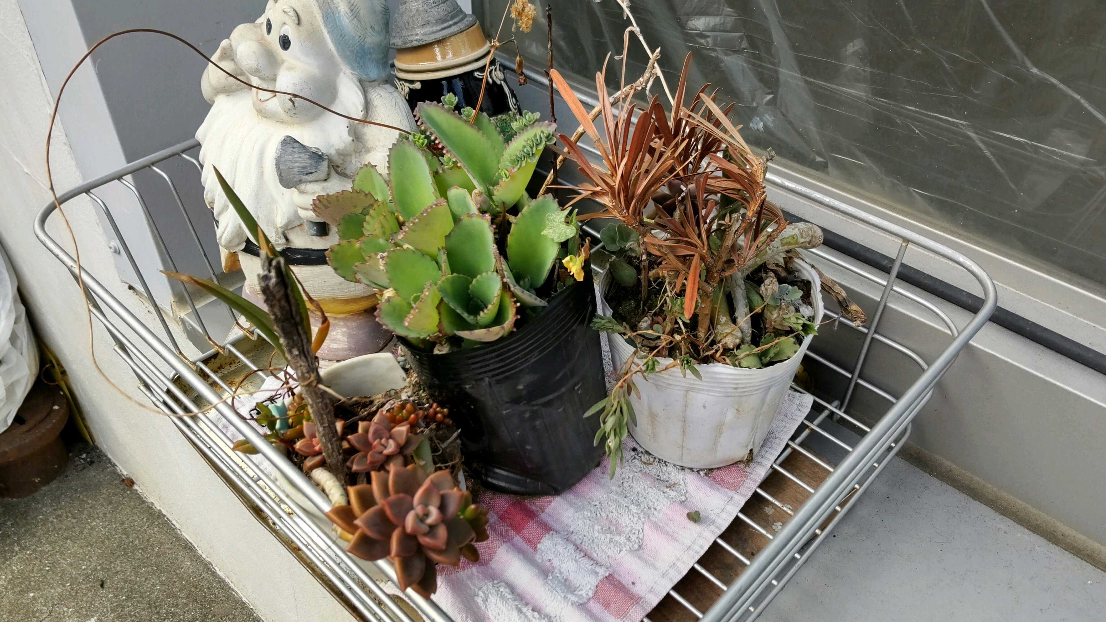 多肉植物 緑と赤のグラデーション*2 中型多肉植物 緑と赤のグラデーション*2