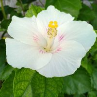 ハイビスカス,南国の花,出かけ先の画像